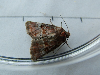 Rosy Minor